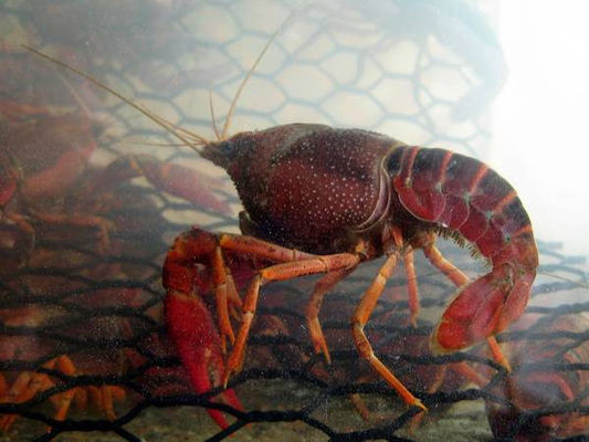 19 Gauge Crawfish Wire Mesh PVC revestido Resistente à água salgada