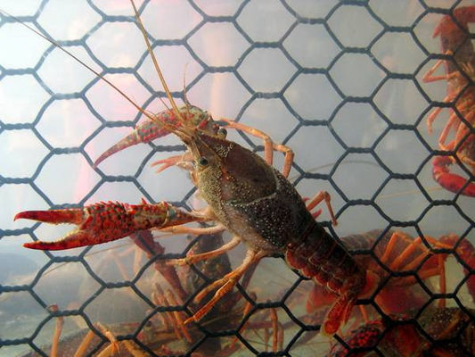 19 Gauge Crawfish Wire Mesh PVC revestido Resistente à água salgada