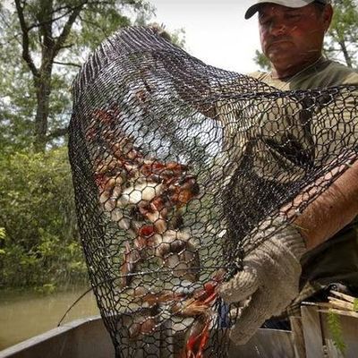 19 Gauge Crawfish Wire Mesh PVC revestido Resistente à água salgada